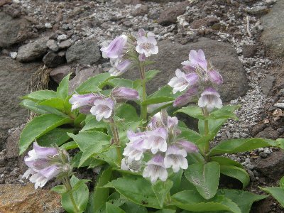 �C���u�N��