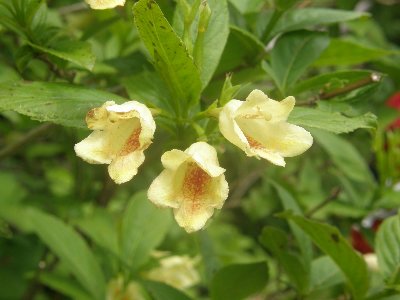 �E�R���E�c�M