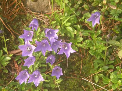 �`�V�}�M�L���E