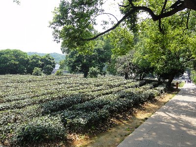 龍井茶の里