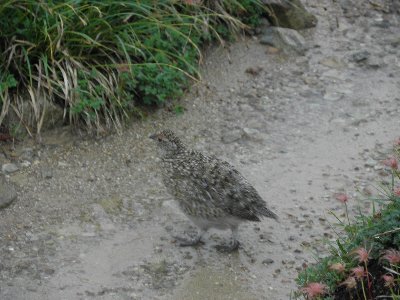 雷鳥初見　太郎兵衛平