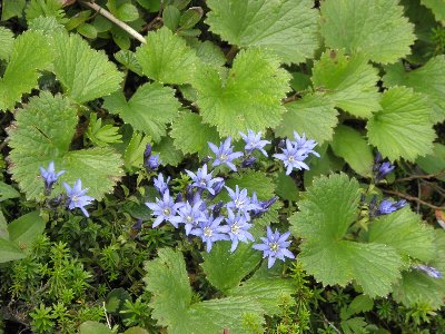 タテヤマリンドウ　中俣乗越