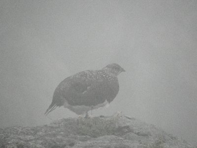 霧の中の雷鳥　笠ヶ岳